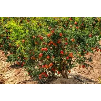 A1 Pomegranate Plant